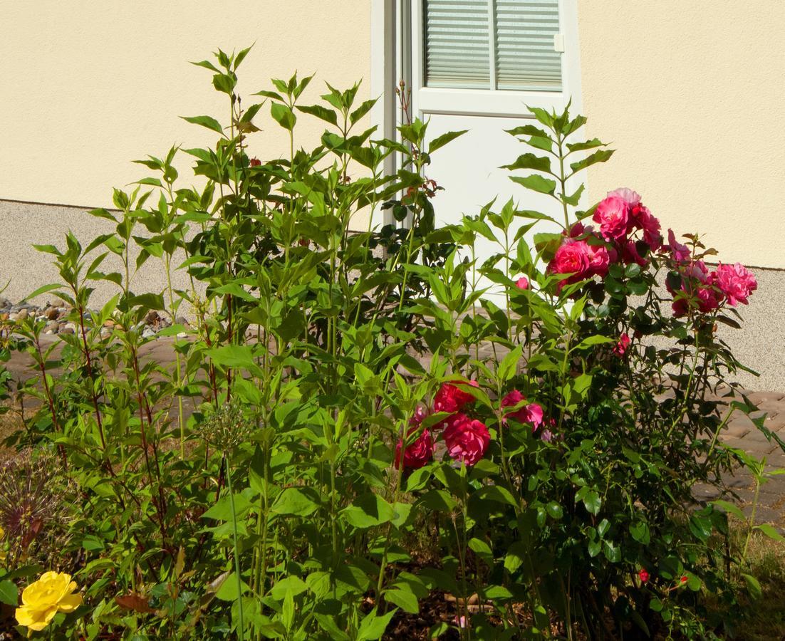 Appartamento Sonnenhus - Ruegen Sellin  Esterno foto
